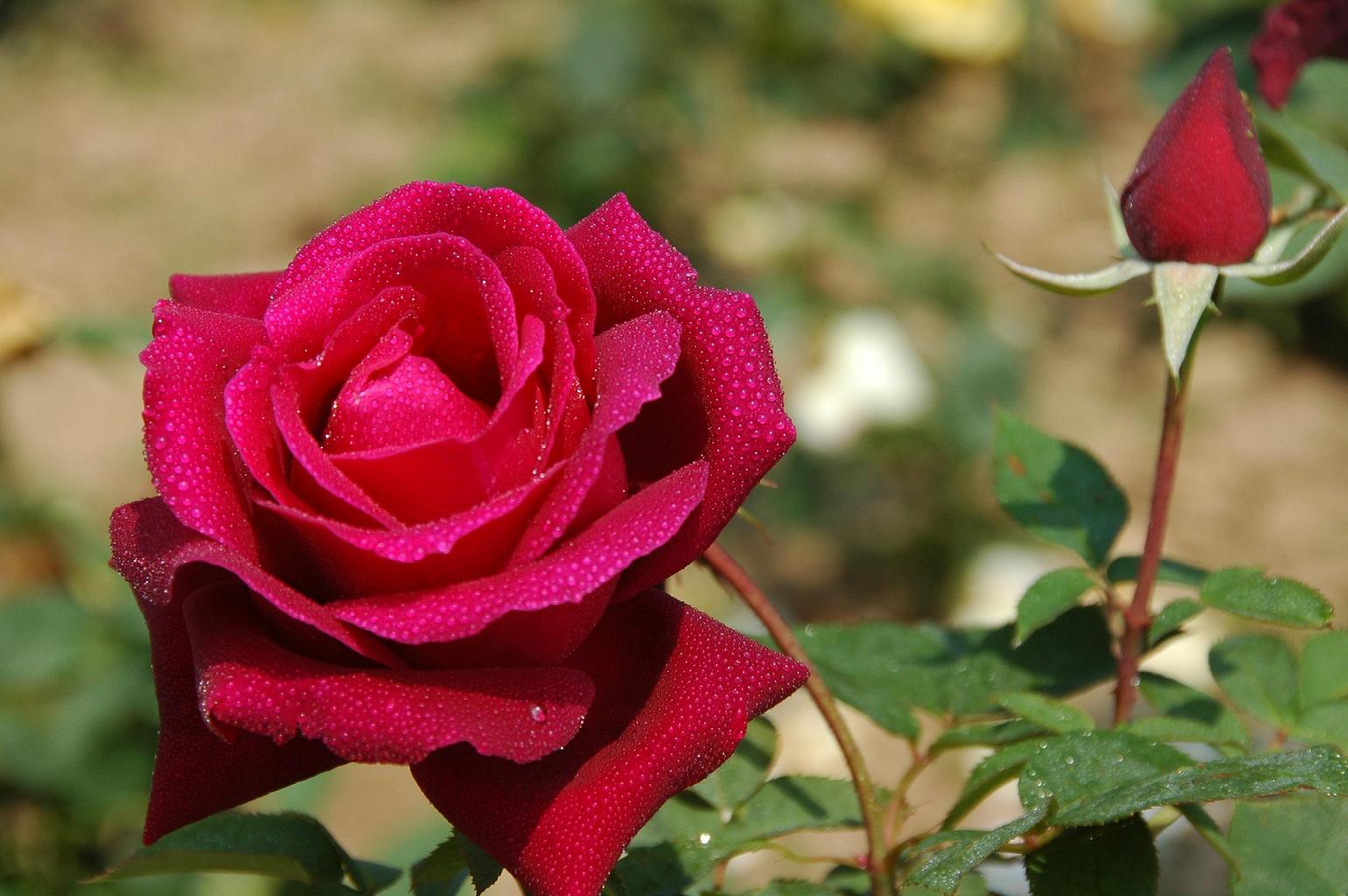 奉獻(xiàn)全球人均一枝花&mdash;&mdash;云南鮮花走向世界