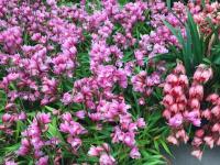 云南花企攜手助湖北花店花商復工