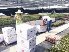 云南小盆花銷(xiāo)售講“時(shí)間差”