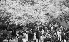 做長(zhǎng)產(chǎn)業(yè)鏈化解賞花經(jīng)濟(jì)“忽冷忽熱”癥