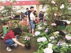 北京新品繡球受青睞