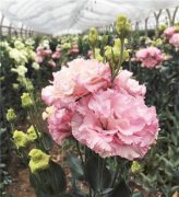 云南花企篩選出優(yōu)質(zhì)洋桔梗切花新品種