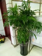 綠植租擺清新自然,為人們帶來(lái)綠色生活體驗(yàn)