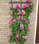 綠植租賃要知道的事，環(huán)境通風(fēng)對盆栽花卉的重