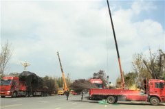 秋季觀葉類喬灌木進入俏銷期