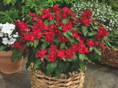 醫(yī)院租賃花卉哪幾種便宜還開花