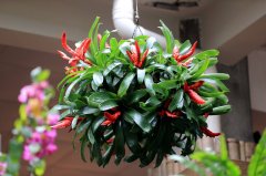 脫貧攻堅進行時：大寧縣花卉雙創(chuàng)示范園里開出