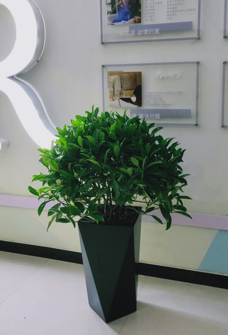 西安嘉禾苗圃|綠植租擺讓您的生活與健康相伴