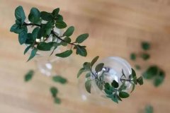 用小玻璃瓶水培生根的薄荷，養(yǎng)成窗臺(tái)的精致盆