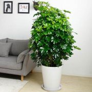 養(yǎng)花人必學(xué)的追肥知識(shí)，不學(xué)，后悔哦！