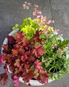 6種耐陰植物，葉子比花還好看，光線不好也能長