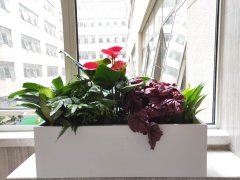 西安各大醫(yī)院綠植租擺服務優(yōu)勢，口碑值得推薦