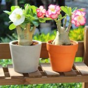 沙漠玫瑰過冬難？學(xué)會(huì)一個(gè)竅門 不怕凍 明年繼續(xù)