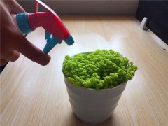 供暖開始后養(yǎng)花千萬要注意這幾點(diǎn)！