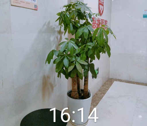 西安醫(yī)院綠植租賃選擇植物的注意事項！