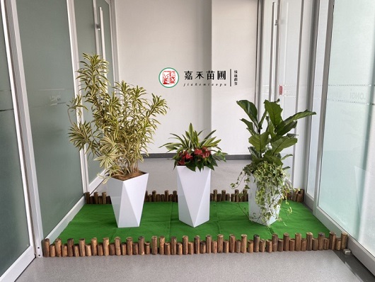 西安醫(yī)院綠植租賃服務選擇西安嘉禾苗圃