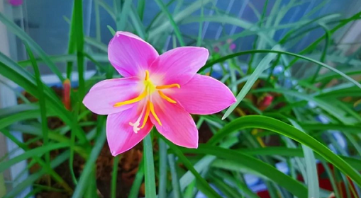 風(fēng)雨蘭養(yǎng)護(hù)方法及技巧|西安嘉禾苗圃醫(yī)院花卉租賃