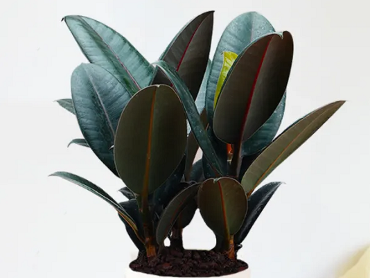 西安綠植租賃推薦|橡皮樹的養(yǎng)護(hù)方法