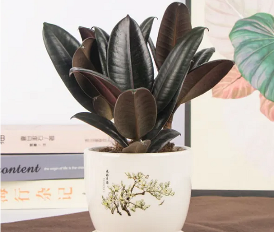 西安綠植租賃推薦圖片|西安嘉禾苗圃