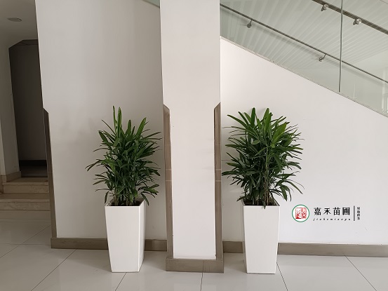 醫(yī)院綠植租賃價(jià)格|西安嘉禾苗圃 醫(yī)院綠植租賃價(jià)格|西安嘉禾苗圃