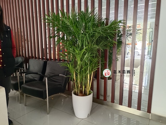 西安醫(yī)院綠植租賃公司|西安嘉禾苗圃 西安醫(yī)院綠植租賃公司|西安嘉禾苗圃