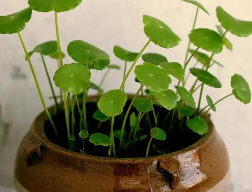 銅錢草葉片發(fā)黃、葉尖干枯？2個&ldquo;妙招&rdquo;重獲生機(jī)！