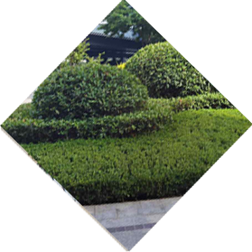 園林綠化養(yǎng)護(hù)