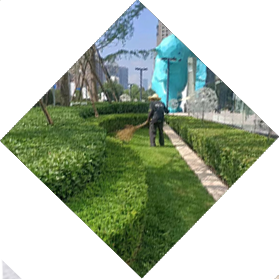 商場(chǎng)綠化養(yǎng)護(hù)