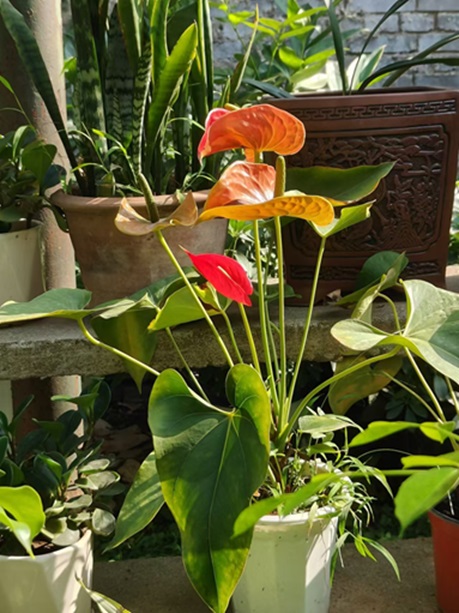 紅掌的養(yǎng)殖方法和注意事項(xiàng)，記住4招，花開爆盆！