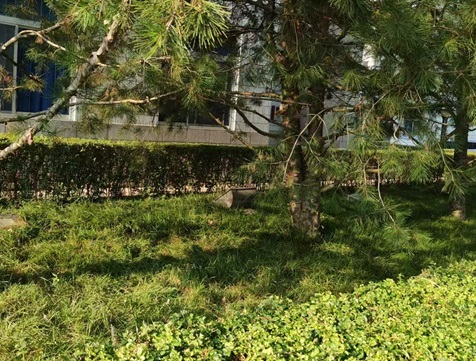 麥冬秋季養(yǎng)護措施：陜西嘉潤園林