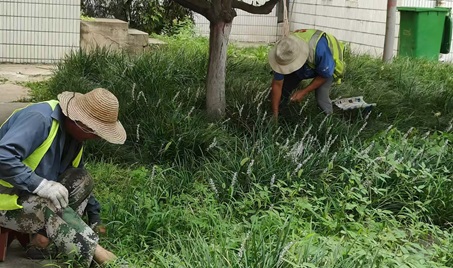 麥冬秋季養(yǎng)護措施：陜西嘉潤園林