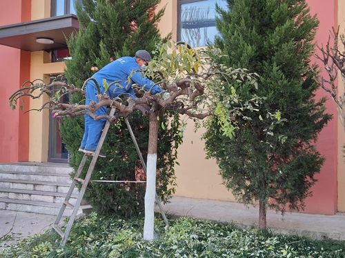 龍爪槐的修剪技術(shù)要點