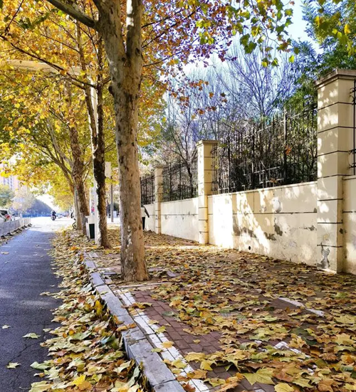 法桐的栽植與養(yǎng)護(hù)