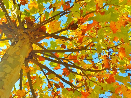 陜西嘉潤(rùn)園林