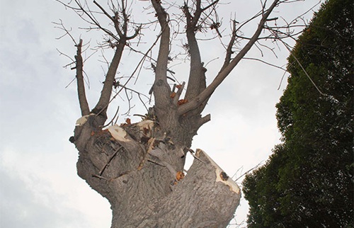 冬季樹(shù)木怎樣截枝