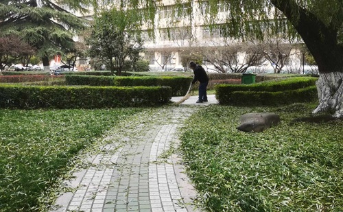 常見(jiàn)綠籬類(lèi)型+修剪管理措施