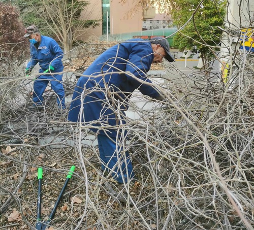 春季園林植物清園須知